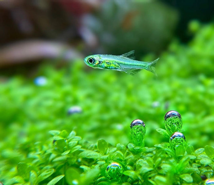 Creating a Thriving Planted Aquarium with CO2: Essential Setup and Maintenance Tips