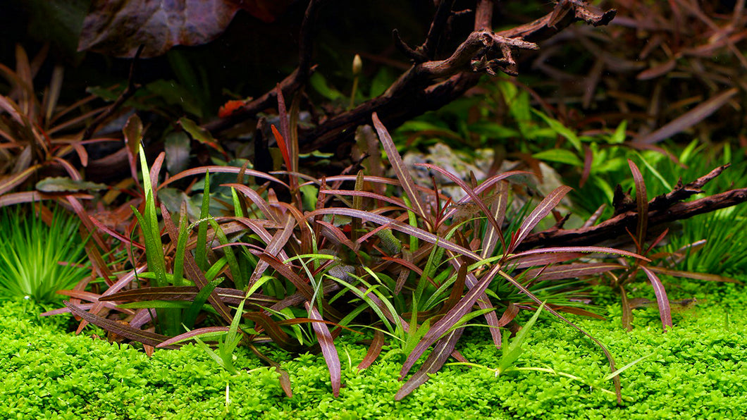 Hygrophila Lancea Araguaia Carpet Plants