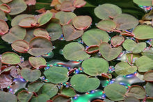 Load image into Gallery viewer, Phyllanthus fluitans (Red Root Floaters)

