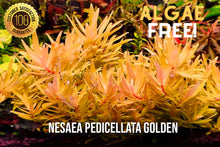 Load image into Gallery viewer, High Tech Plants (Color Packs) Bundle
