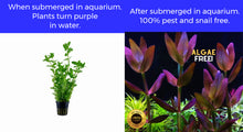 Load image into Gallery viewer, Bacopa Salzmannii Araguaia
