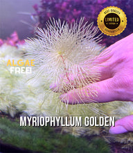 Load image into Gallery viewer, Myriophyllum Elatinoides Golden
