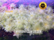 Load image into Gallery viewer, Myriophyllum Elatinoides Golden
