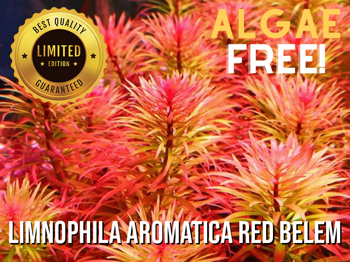 Limnophila Aromatica Red Belem