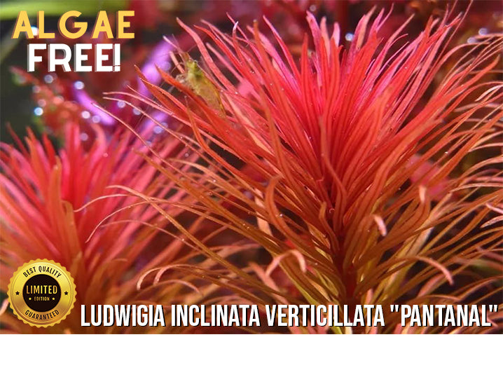 Ludwigia Inclinata Verticillata 