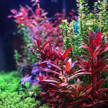 Load image into Gallery viewer, JC&amp;P CO2 Inline Diffuser for Canister Filter Aquarium

